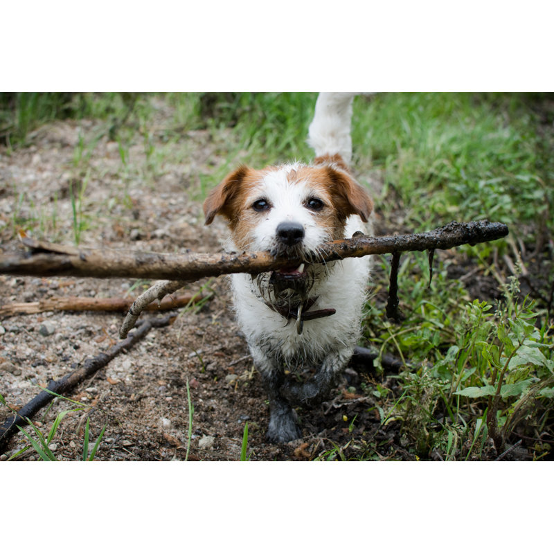 Dirty Jack Russell Dog by Smrm1977 - Wrapped Canvas Print, 30cm H x 46cm W