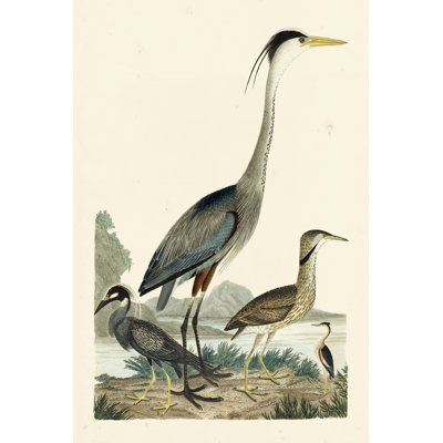 Heron Family I by Alexander Wilson - Wrapped Canvas Print