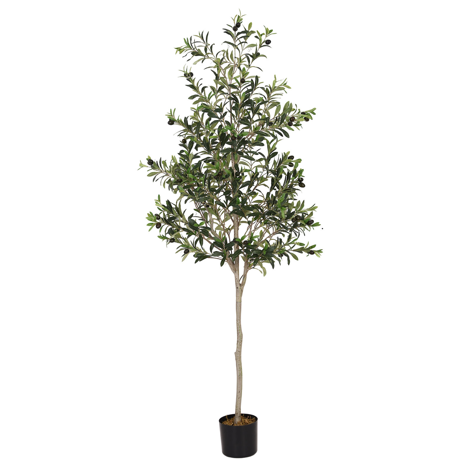 Aarav Olive Tree in Pot, 70" H x 29" W x 29" D