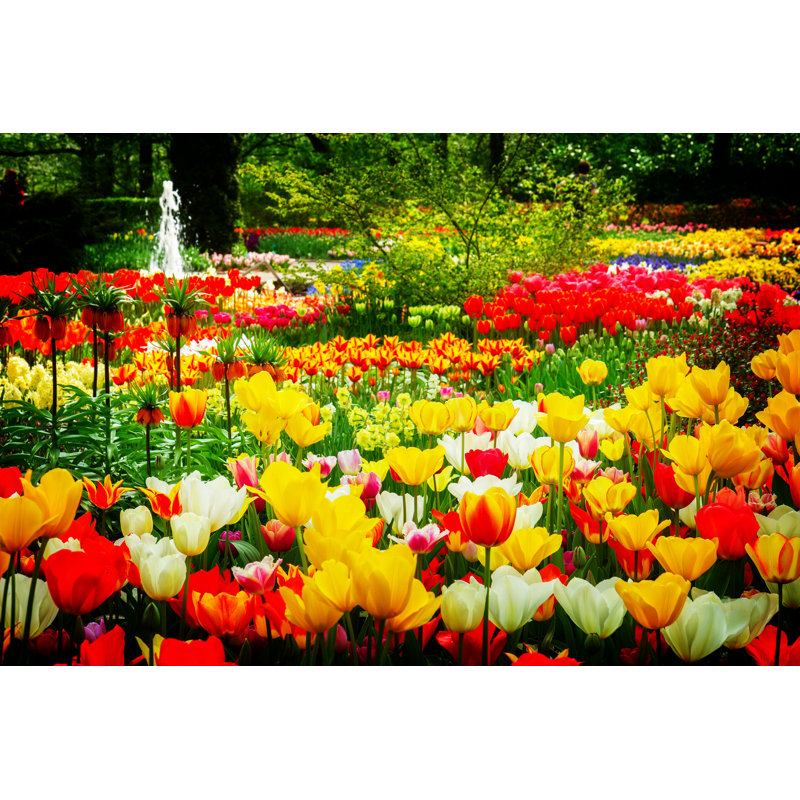 Nikkolaus Tulip Flower plate At Spring - Photographie sur toile tendue, H 20 po x l 30 po