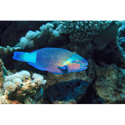 Poisson perroquet par Ultramarinfoto