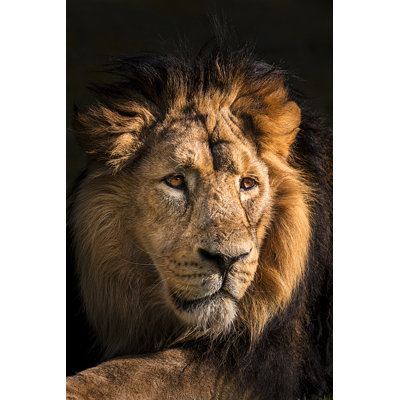 Portrait de lion par Zocha_K