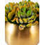 Beatrice Succulent Arrangement in Gold Fishbowl