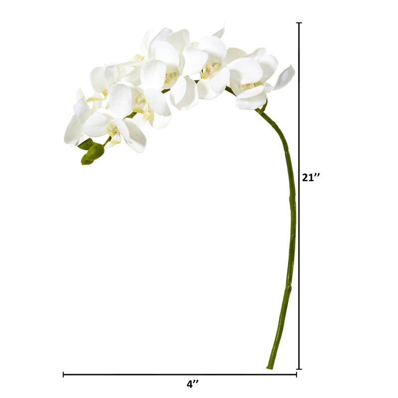 Tige d'orchidée, Blanc