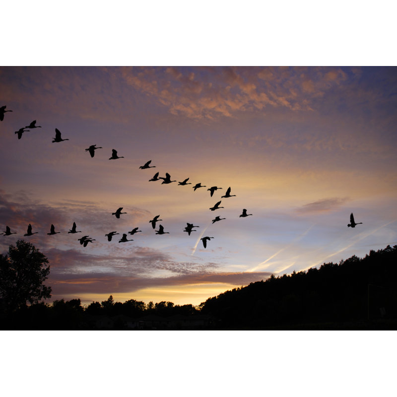 Canadian Geese - Wrapped Canvas Print, 30cm H x 46cm W x 3.8cm D