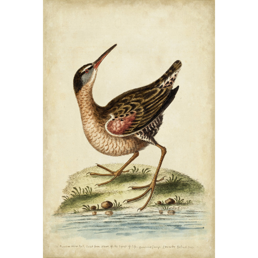 Leinwandbild Antique Bird Menagerie IV von George Edwards