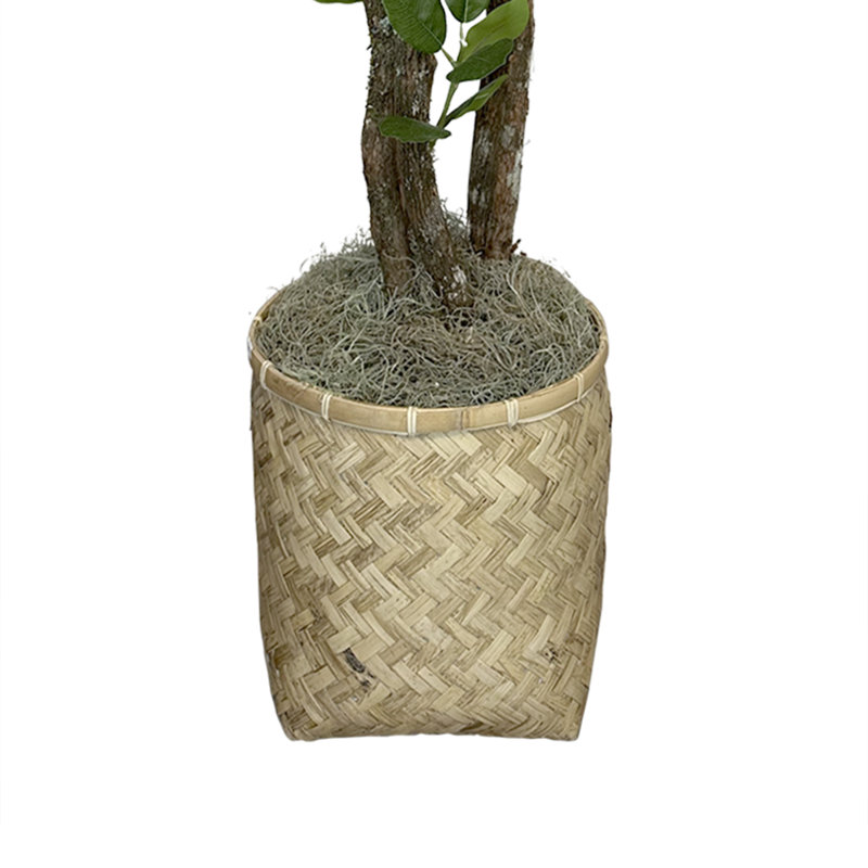 Green Ficus in Beige Bamboo Planter