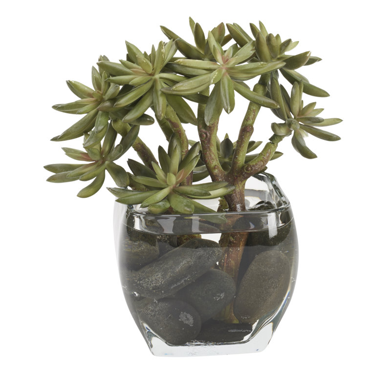 Succulent jet dans un cube de verre