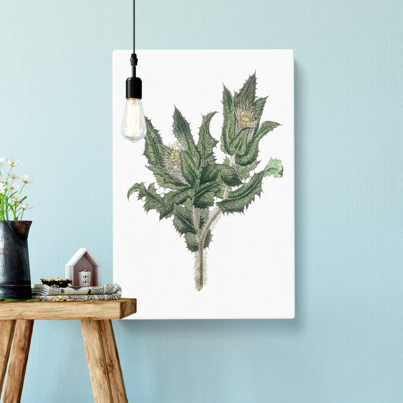 Holy Thistle Illustration - Wrapped Canvas, 76cm H x 50cm W x 3cm D