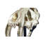 Saber Tooth Tiger Skull-42650008