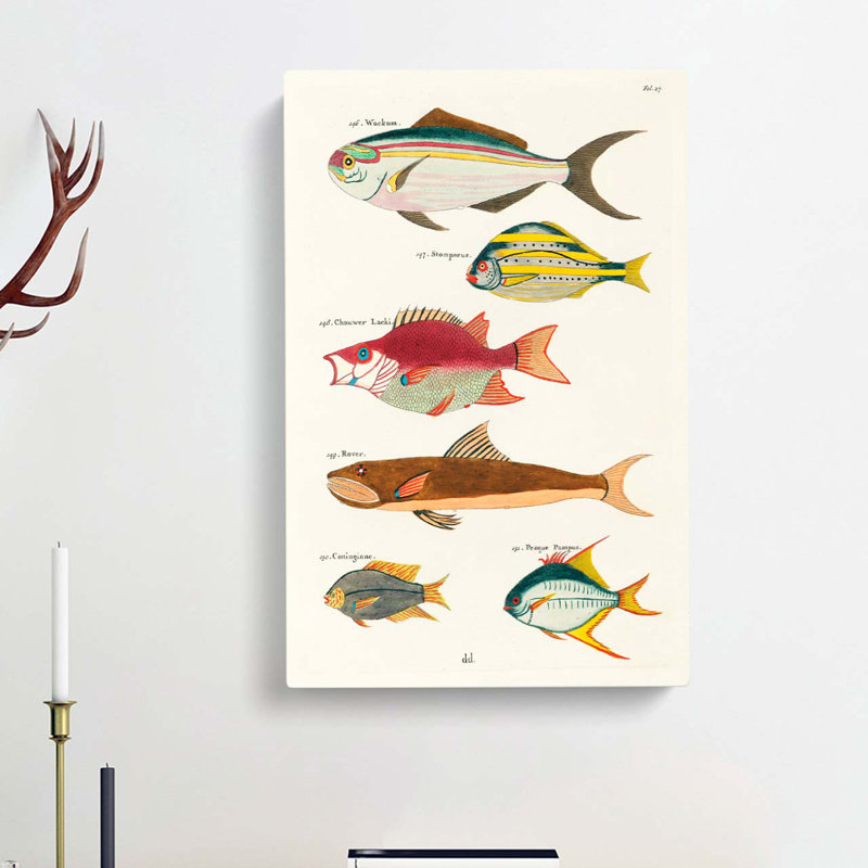 East Indies Fish Illustrations Fol. 27 by Louis Renard - Wrapped Canvas Painting, 76cm H x 50cm W x 3cm D