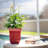 Nadija Pot Planter-14002344