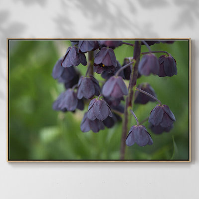 " Aubergine "