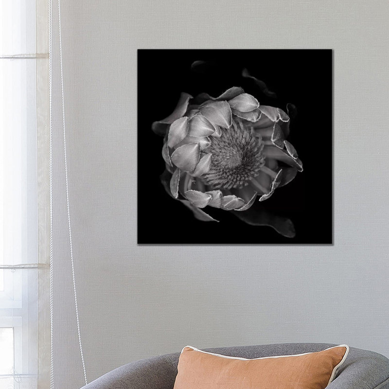 Protea II, B&W by Magda Indigo - Wrapped Canvas Print, 66.04 cm H x 66.04 cm W x 1.91 cm D
