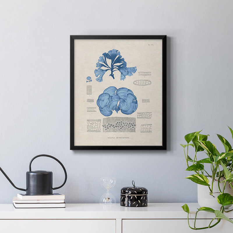 «Blue Marine Algae IV», toile encadrée de qualité supérieure - prête à être accrochée, Noir, H 24 po x l 20 po