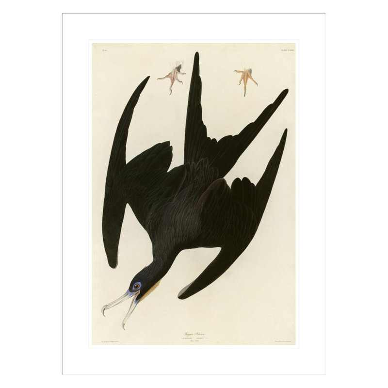 «Frégate pélican» par John James Audubon, impression giclée sur cadre, H 29,5 po x l 22 po