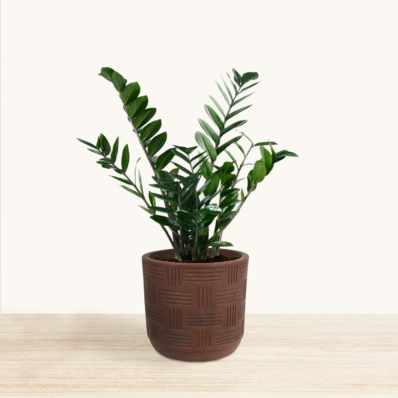 Carly-Jane ECOBO 13.8 inches Eco-Friendly Round Pot Planter, Marajó A Indoor/Outdoor Four Season Use, Brown