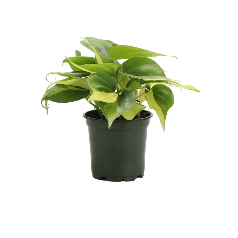 Live Brazil Philodendron Plant