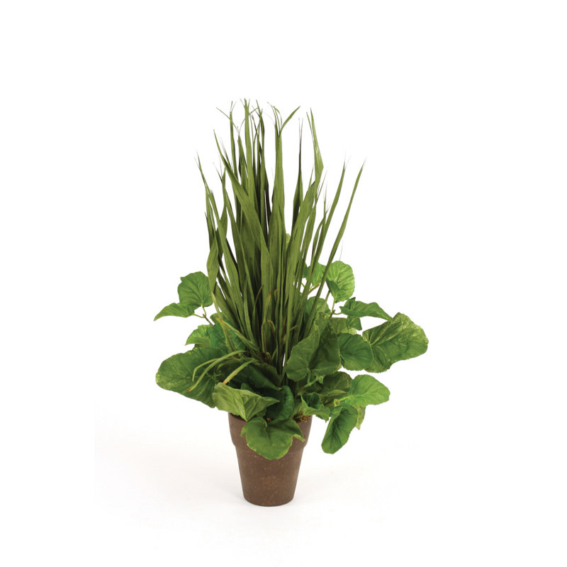 Plante de sol en pot vert, lame et mélange de gazon