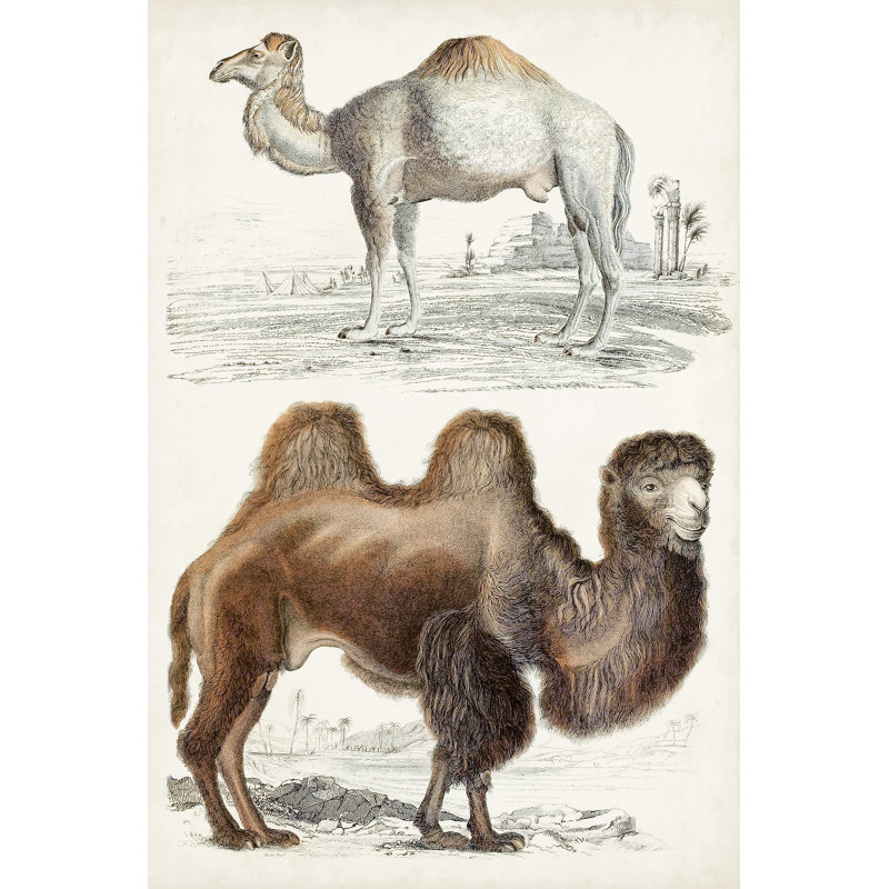 Journal Of Natural History III by Georges Cuvier - Wrapped Canvas Print, 76cm H x 51cm W x 3.8cm D