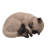 Sleeping Siamese Cat Statue