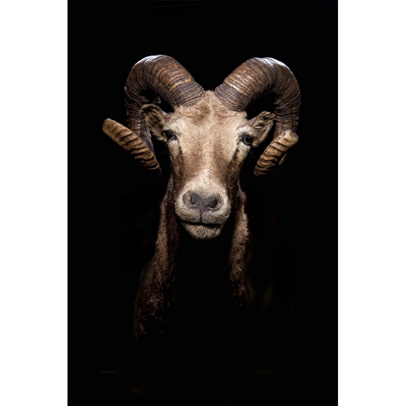 Ram Goat Head by Codyphotography - Wrapped Canvas Print, 122cm H x 81cm W