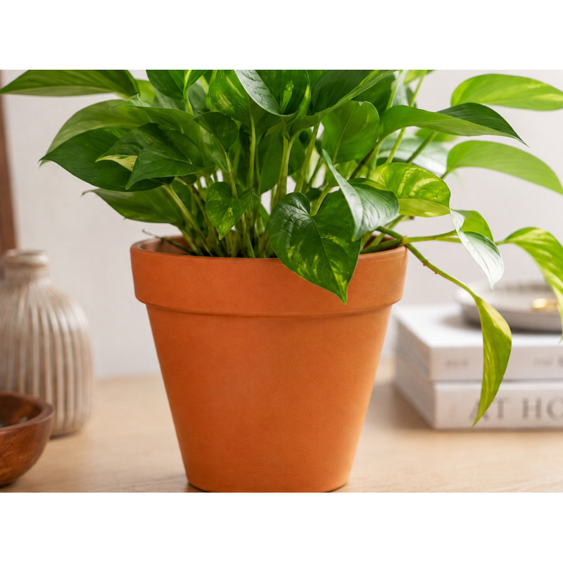 Pot standard de 6 pouces