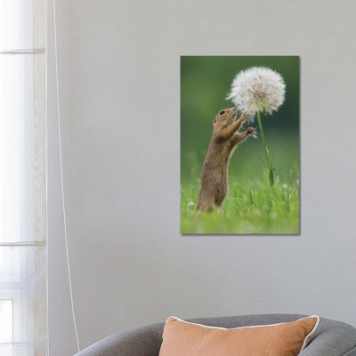Ziesel With A Very Big Dandelion IV by Dick Van Duijn - Print on Canvas