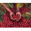 Crimson Harvest