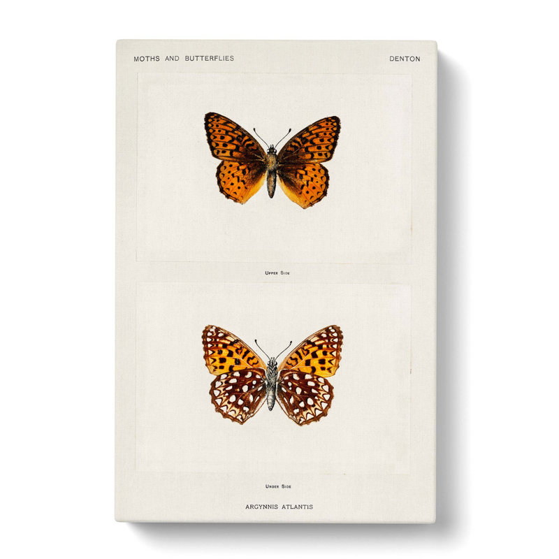 Atlantis Fritillary Butterfly by S.F. Denton - Wrapped Canvas Painting Pint - Wrapped Canvas, 50cm H x 35cm W x 3cm D