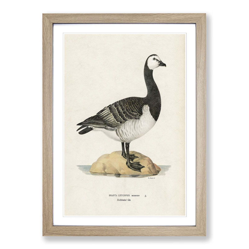 Barnacle Goose by Von Wright - Picture Frame Painting Print, Oak Framed, 36cm H x 27cm W x 2cm D