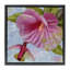 Cadre flottant colibri et coquelicot mauve, design par Sasha-2032021016-2032021019