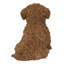 Bébé Cavapoo-67579694