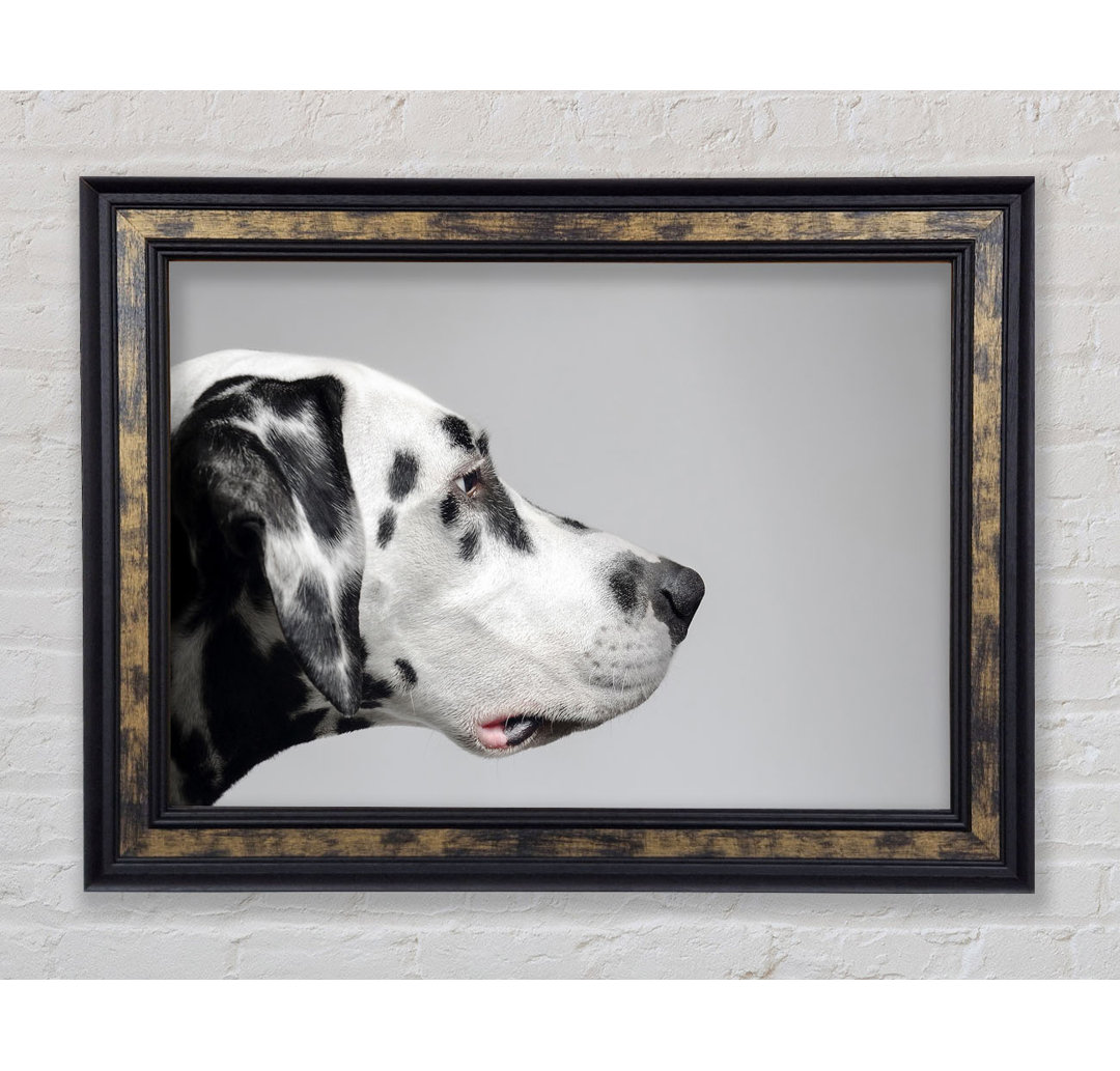 Dalmation Dog Face - Einzelner Bilderrahmen Kunstdrucke