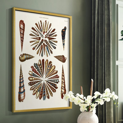 Spiral Shell Formation III Framed Print - Solid Wood