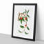 Sour Cherries by Giorgio Gallesio - Picture Frame Painting Print-55618806-55618808