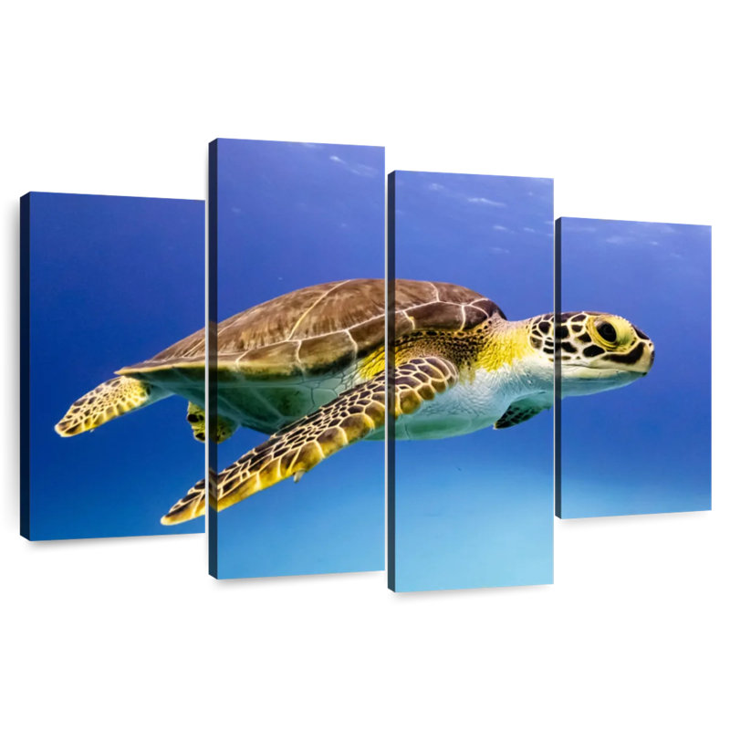 Brampt Young Hawksbill Turtle, 48" H x 75" W