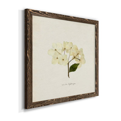 " Cornales Hydrangea II " Color Photography Print