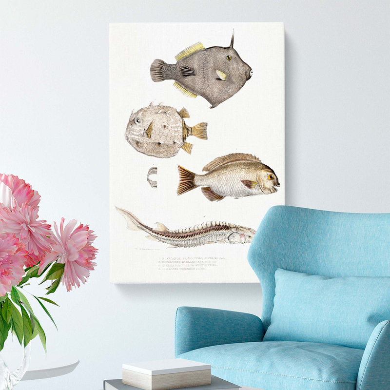 Selection Of Fish by John Edward Gray - Wrapped Canvas, 76cm H x 50cm W x 3cm D