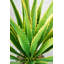 Agave en pot Panama