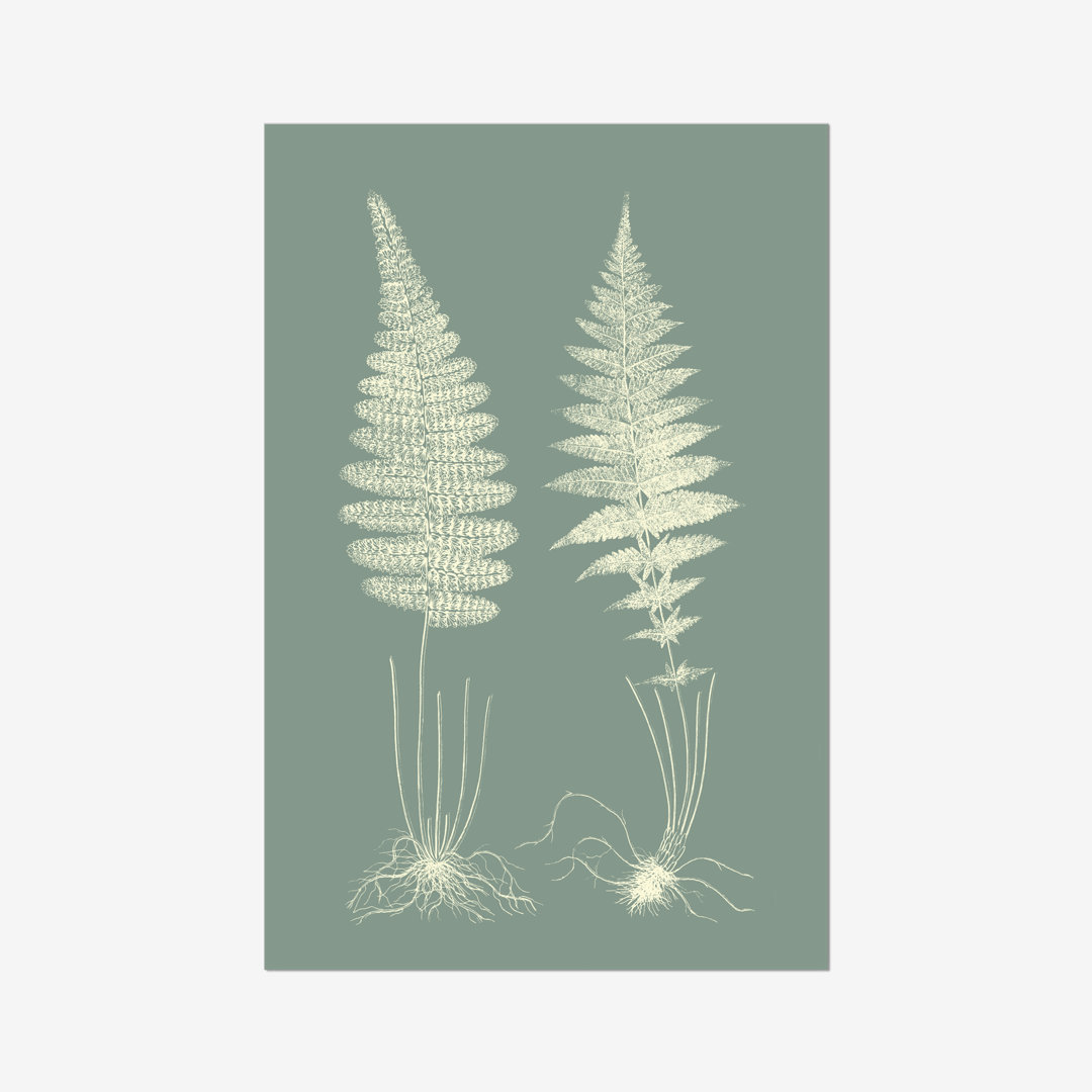 Leinwandbild Ferns on Sage VI von Vision Studio