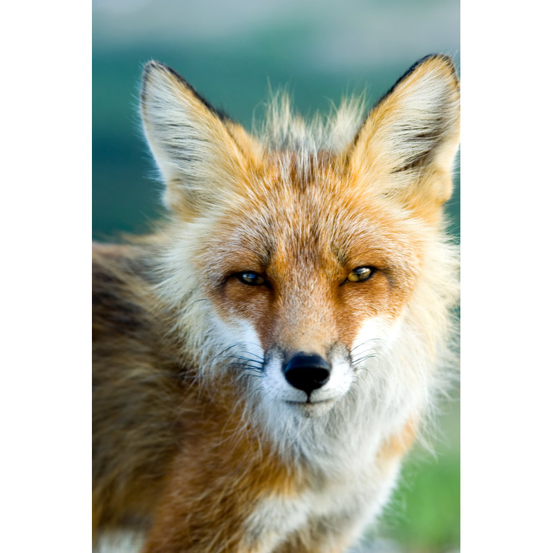 Red Fox par Tashka - photographie sur toile tendue, L 20 po x H 30 po