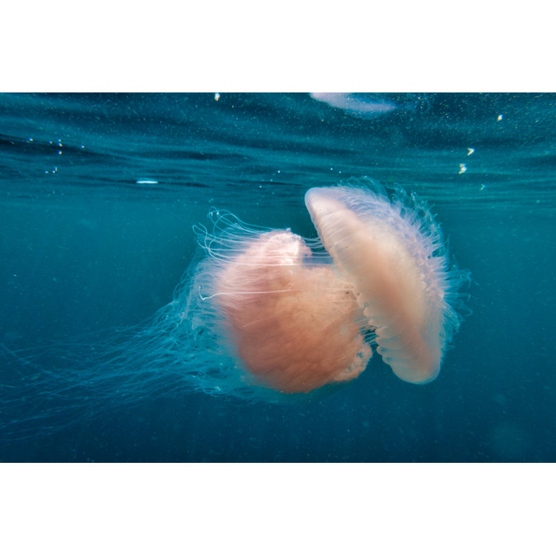 Jellyfish by Placebo365 - Wrapped Canvas Print, 81cm H x 122cm W x 3.8cm D