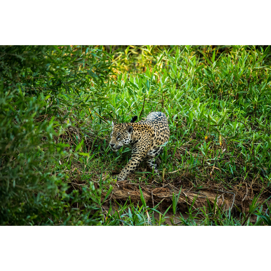 Wilder Jaguar im Pantanal Brasilien von SeppFriedhuber - Kunstdrucke ohne Rahmen auf Leinwand