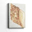 Vintage Shell Vignette IV -Gallery Wrapped Cavas-1706539622