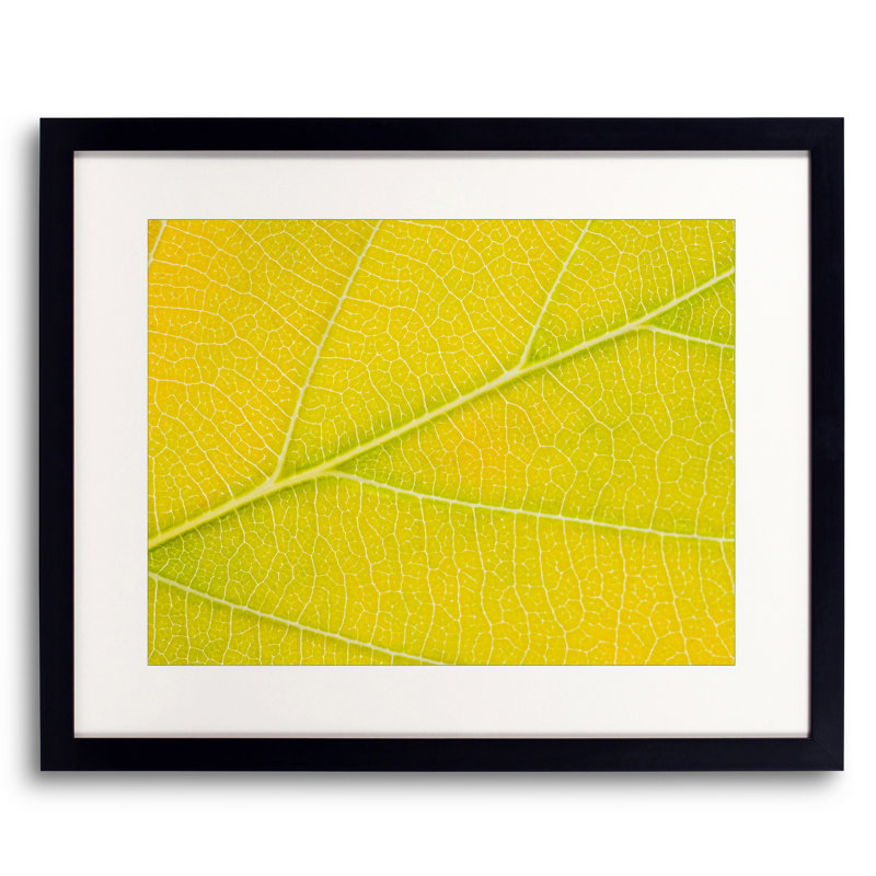 Feuille d'automne par Philippe Moisoux - photographie, Papier avec cadre noir, 16" H x 20" W