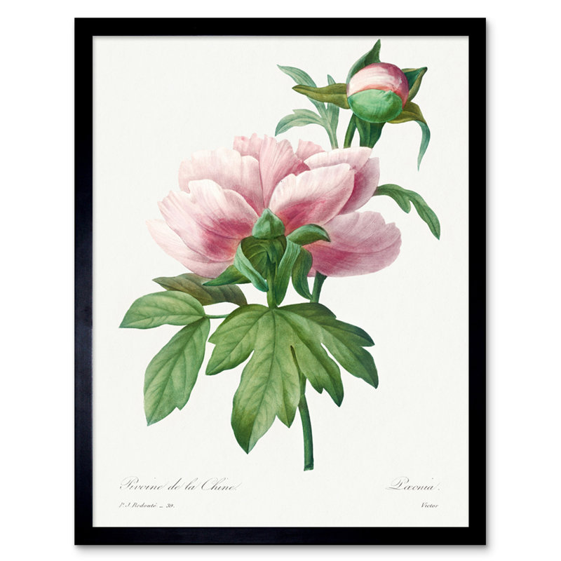 Pale Pink Peony Bloom Floral Stem Flowers - Single Picture Frame Print