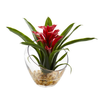 Bromeliad Arrangement in Vase