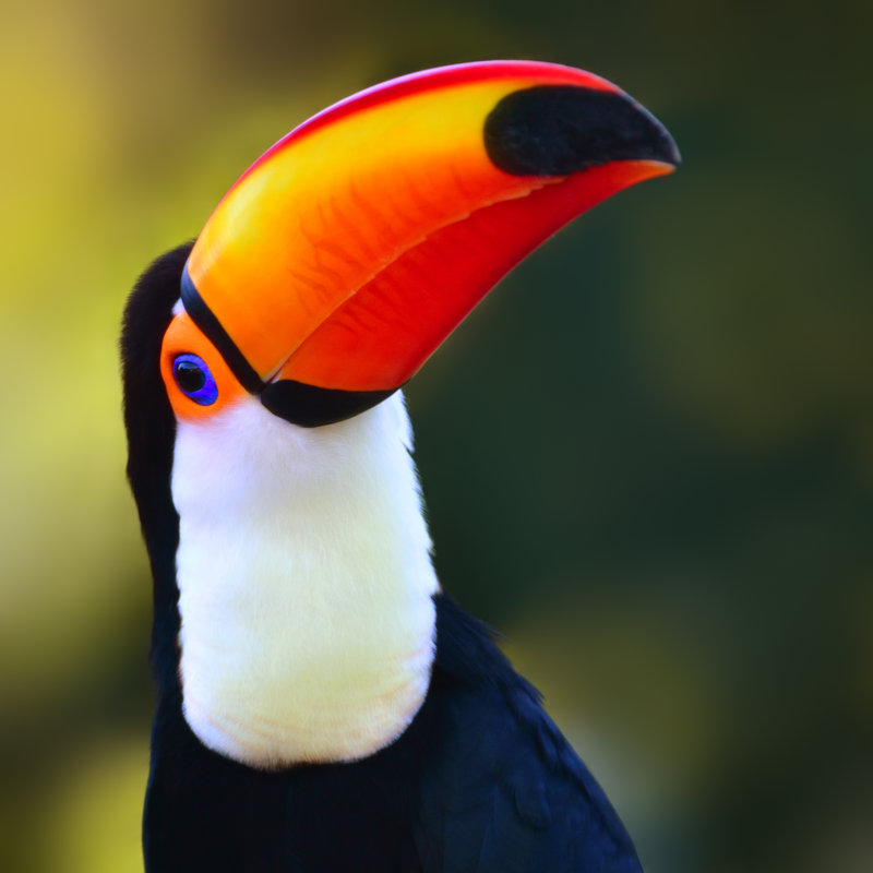 Toco Toucan by Freder - Wrapped Canvas Print, 122cm H x 122cm W x 3.8cm D