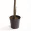 Shaady Lady Olive Tree 90 po